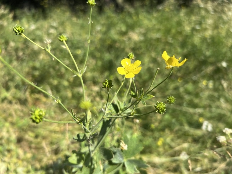 Ranunculus sericeus