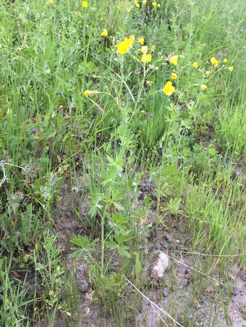 Ranunculus sericeus photo 2