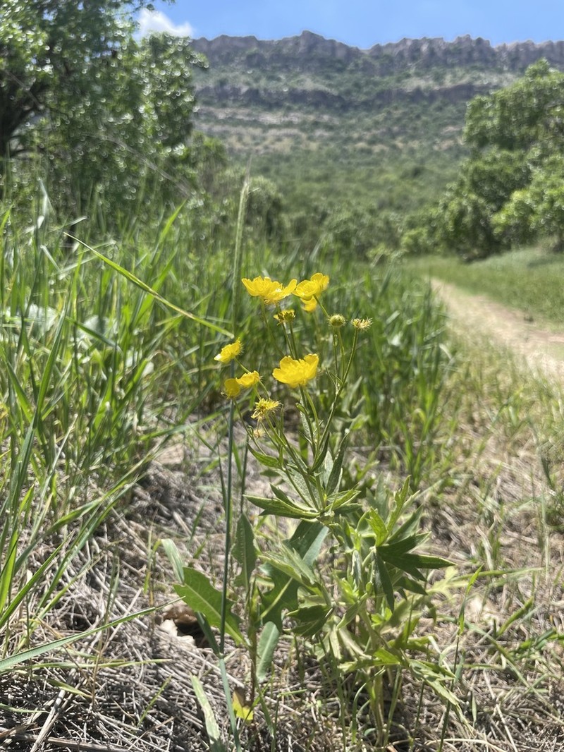 Ranunculus sericeus photo 3