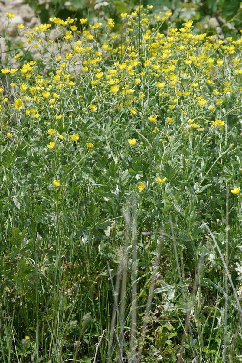 Ranunculus sericeus photo 4