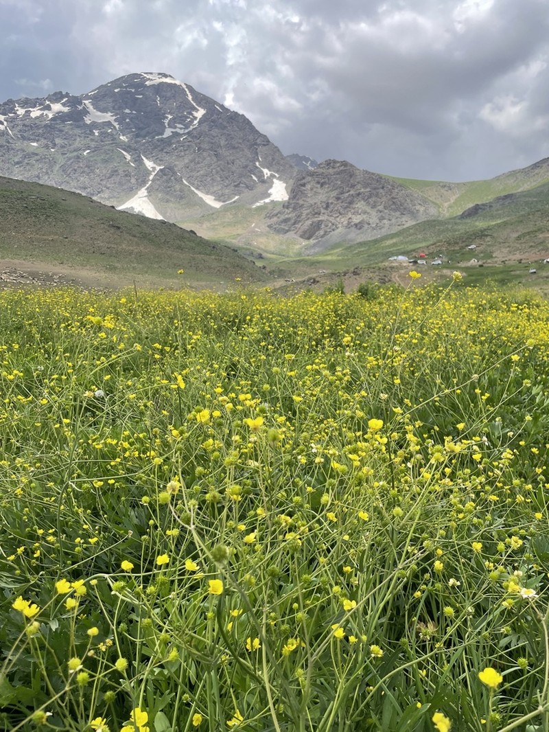 Ranunculus sericeus photo 7