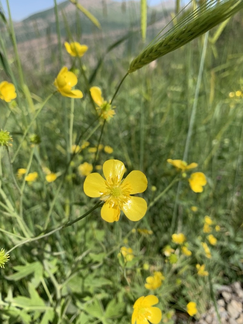 Ranunculus sericeus photo 8
