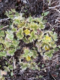 Ranunculus sericocephalus