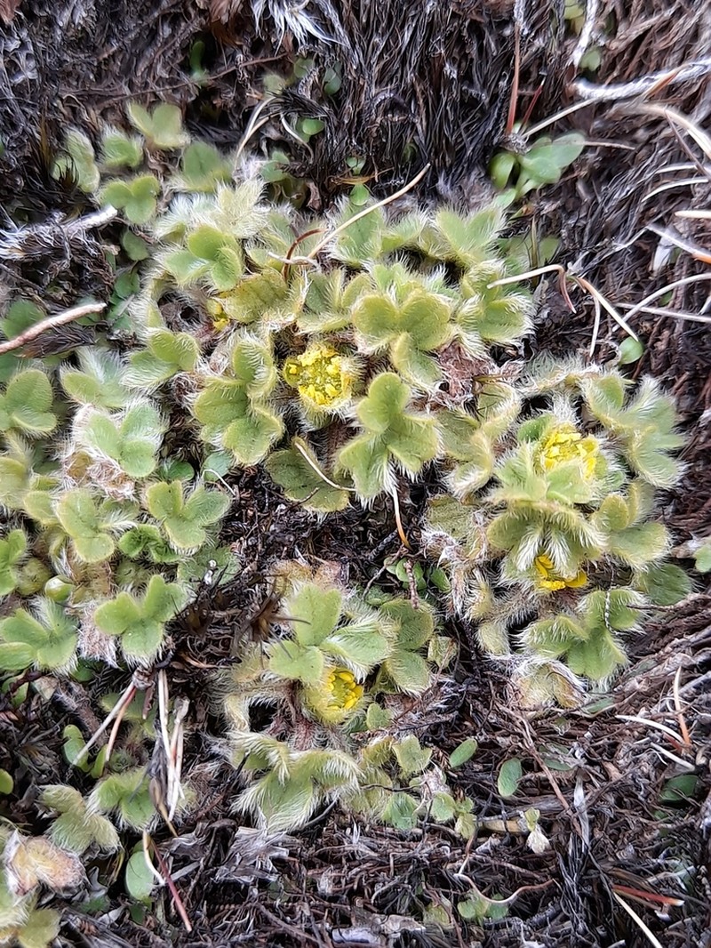 Ranunculus sericocephalus