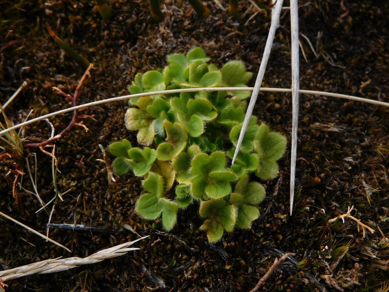 Ranunculus sericocephalus photo 2