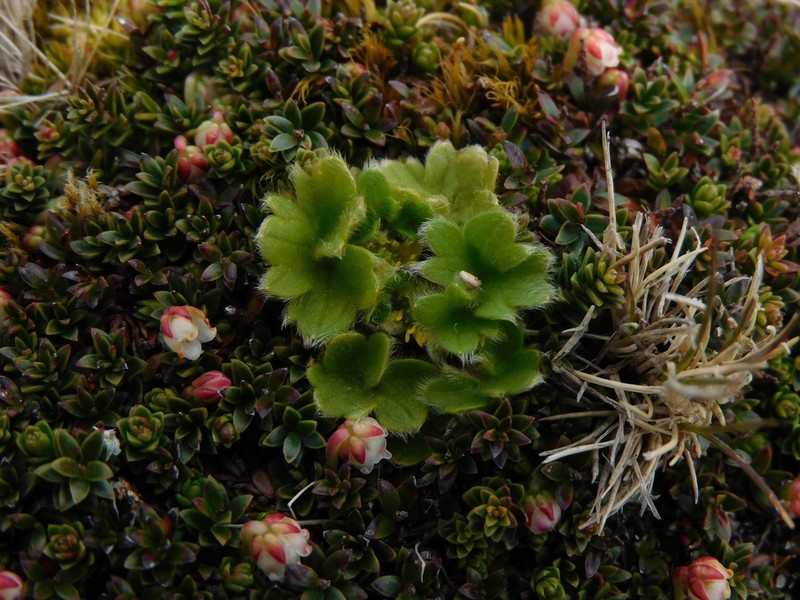 Ranunculus sericocephalus photo 4
