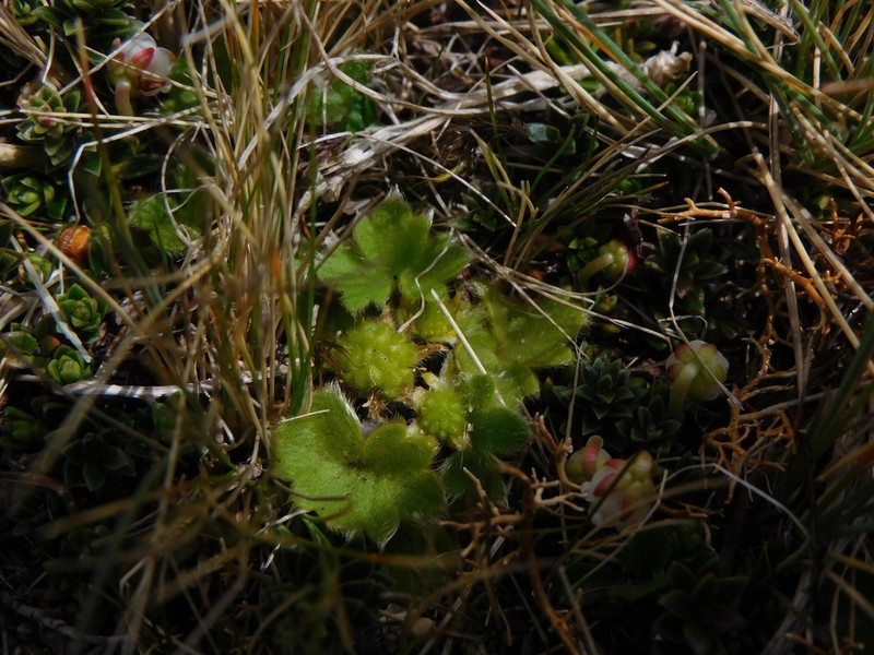 Ranunculus sericocephalus photo 5