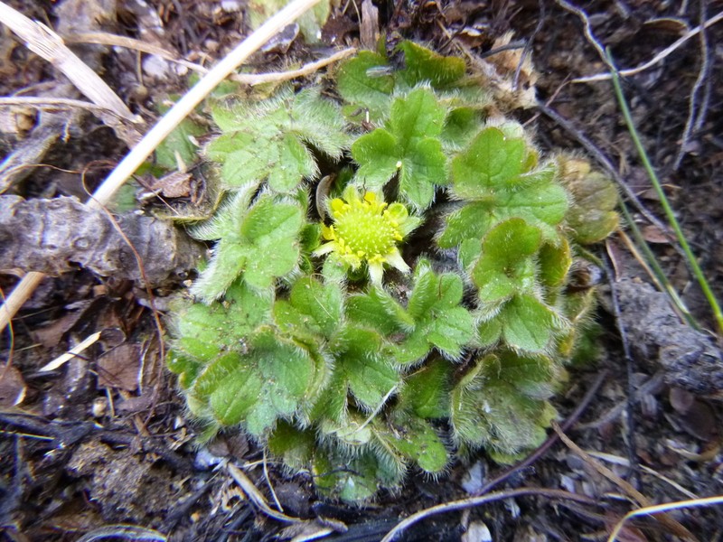 Ranunculus sericocephalus photo 6