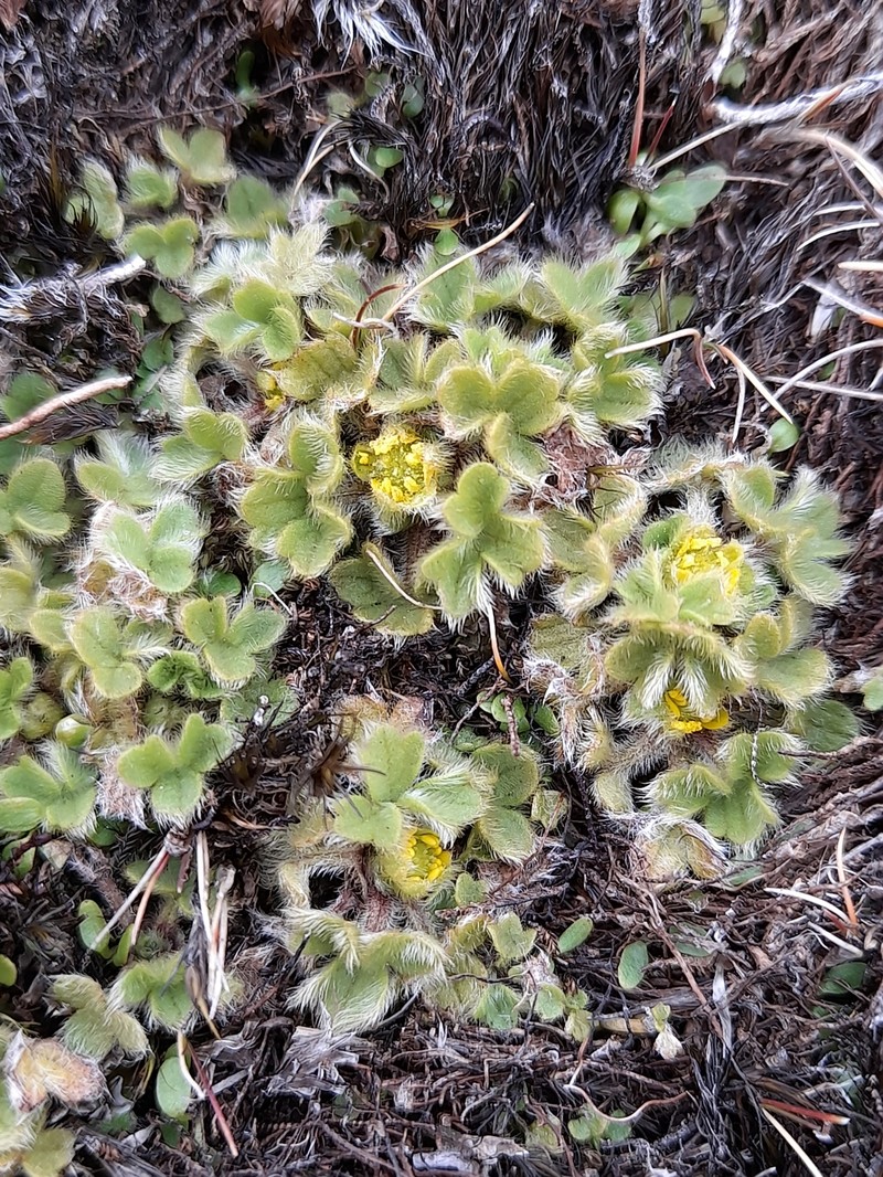 Ranunculus sericocephalus photo 8