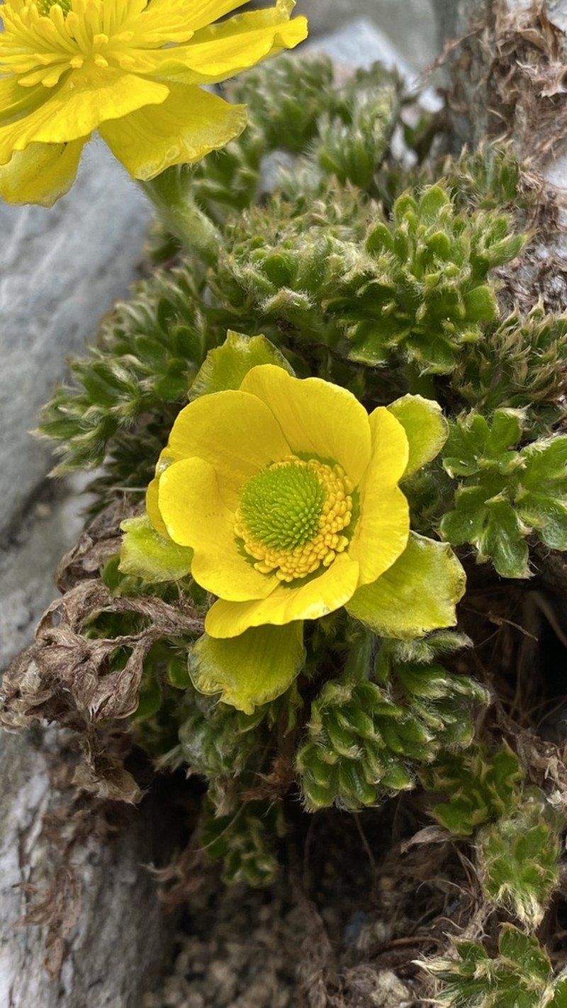 Ranunculus sericophyllus
