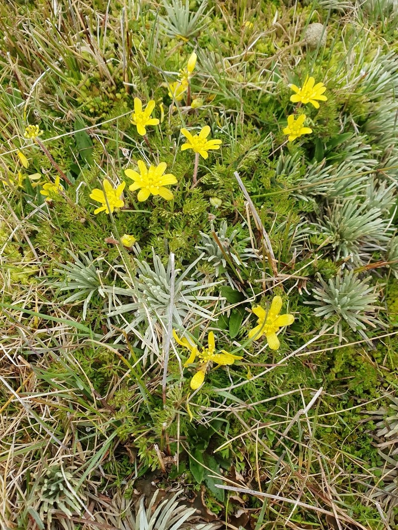 Ranunculus sericophyllus photo 2