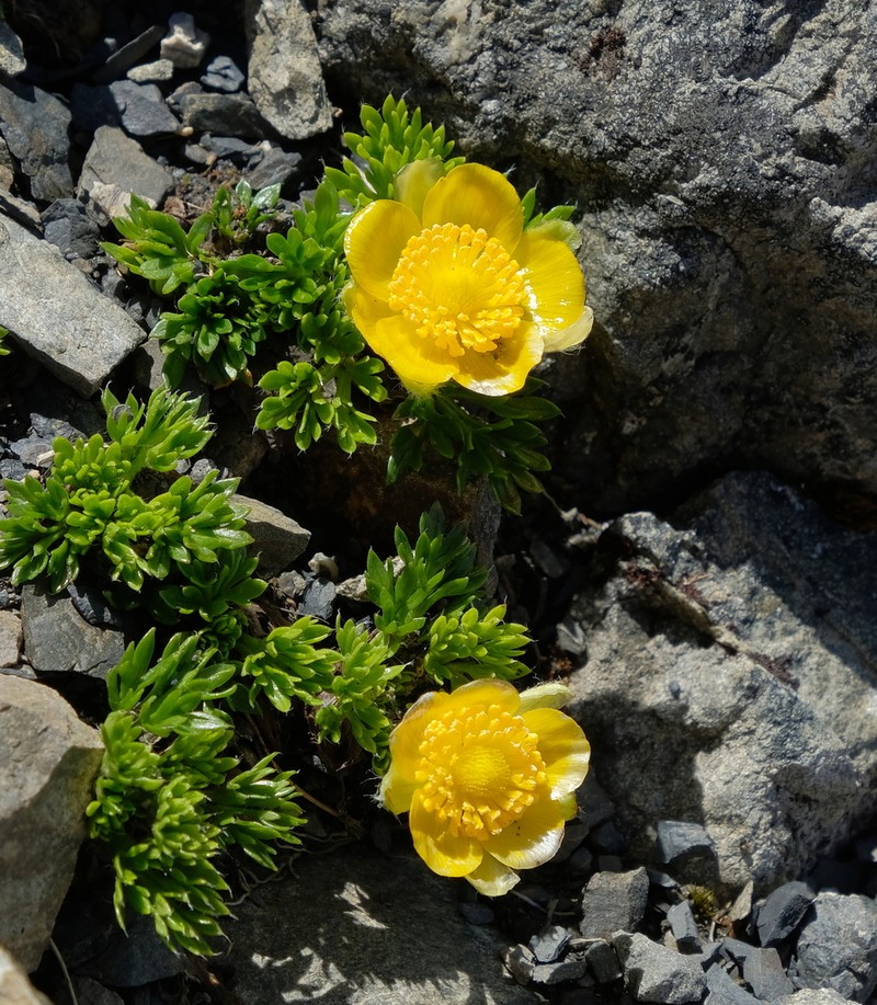 Ranunculus sericophyllus photo 3