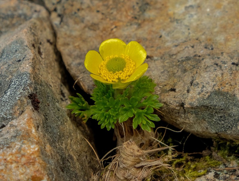 Ranunculus sericophyllus photo 4