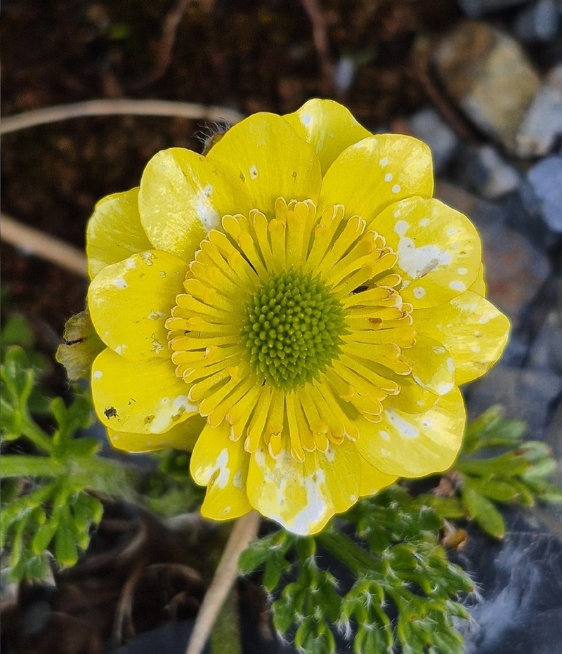 Ranunculus sericophyllus photo 5