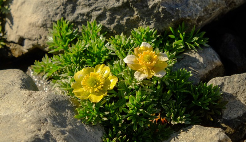 Ranunculus sericophyllus photo 6