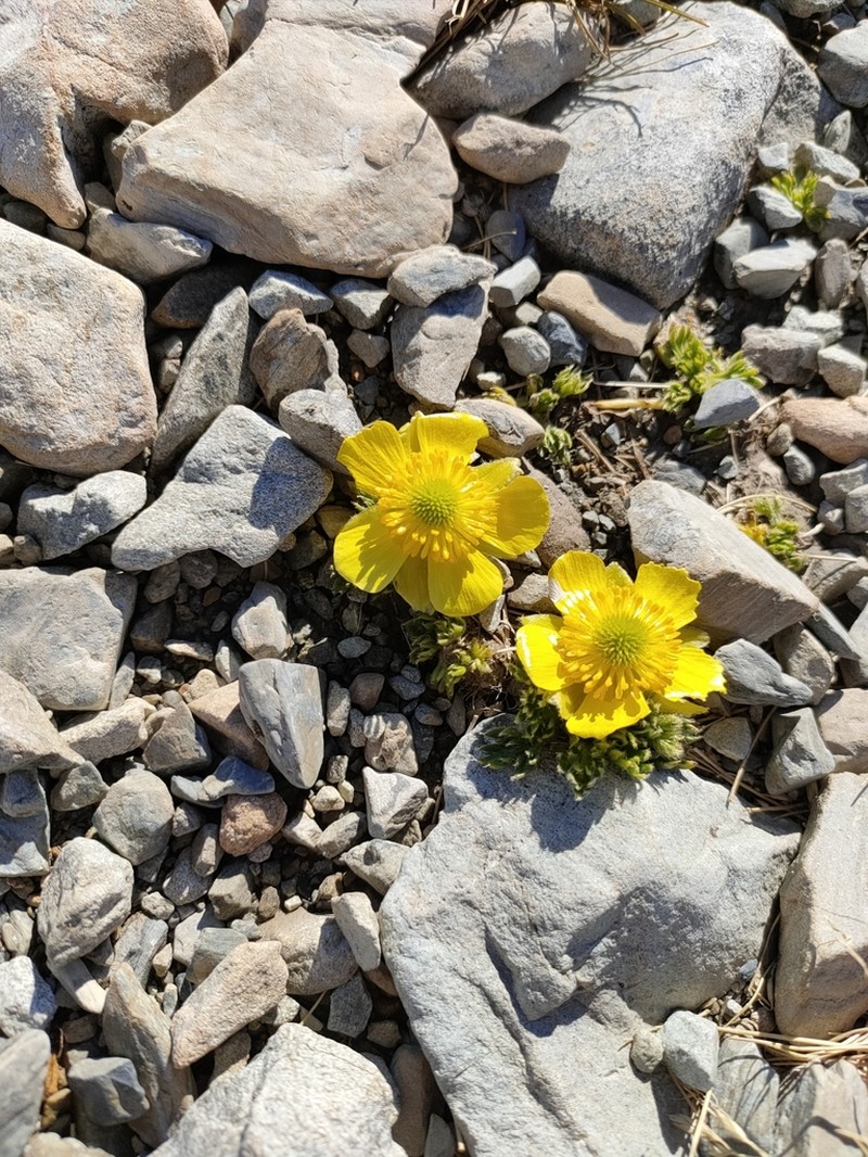 Ranunculus sericophyllus photo 7