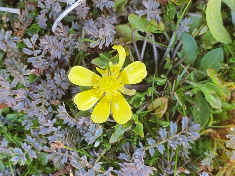Ranunculus sericophyllus photo 8