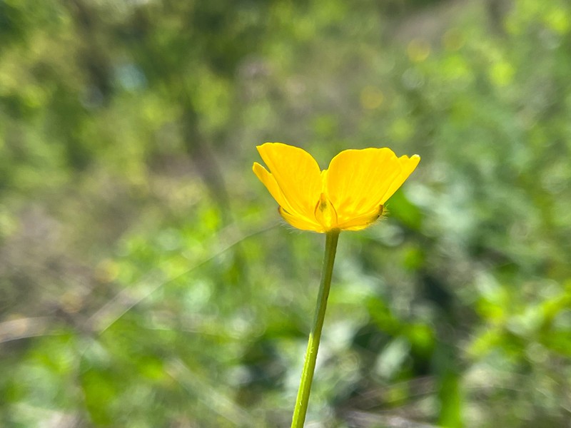 Ranunculus serpens