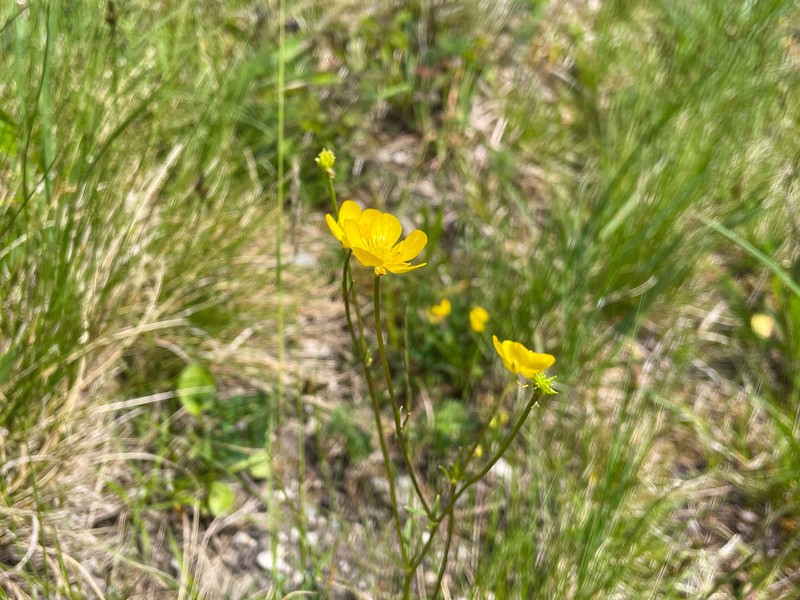Ranunculus serpens photo 2