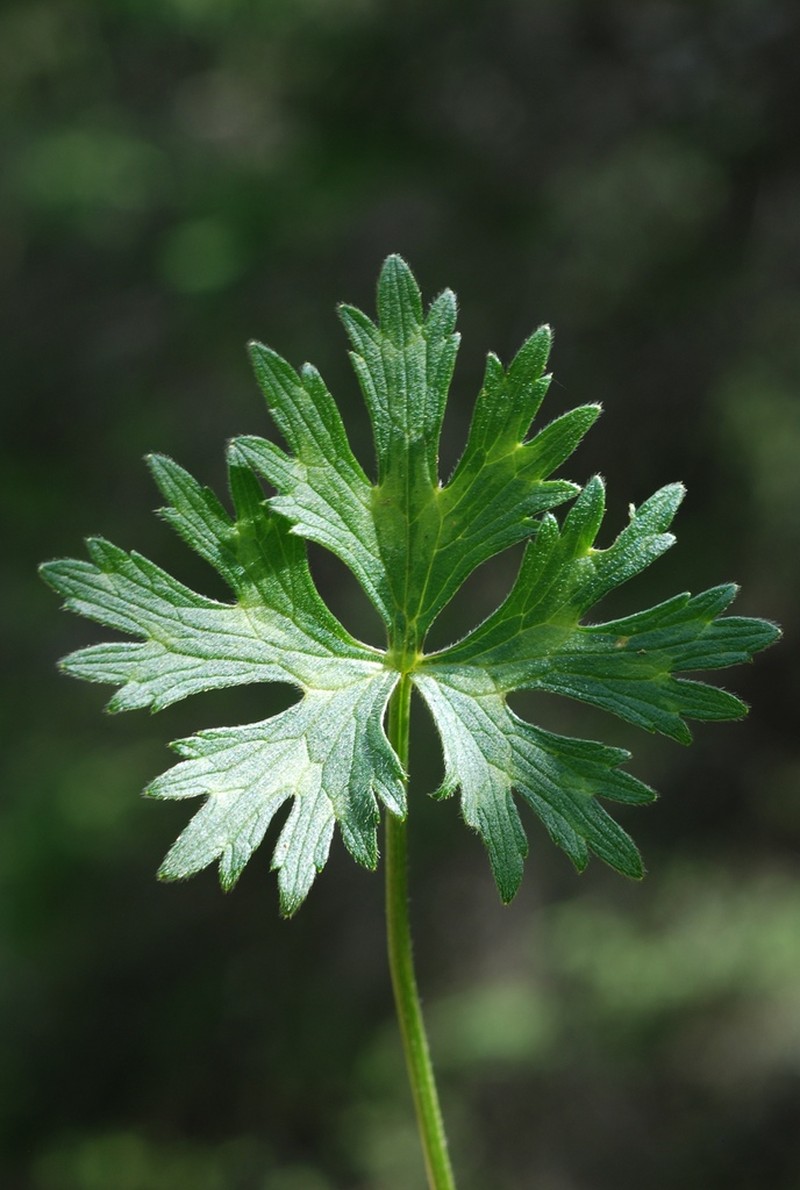 Ranunculus serpens photo 3