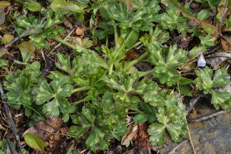 Ranunculus serpens photo 4