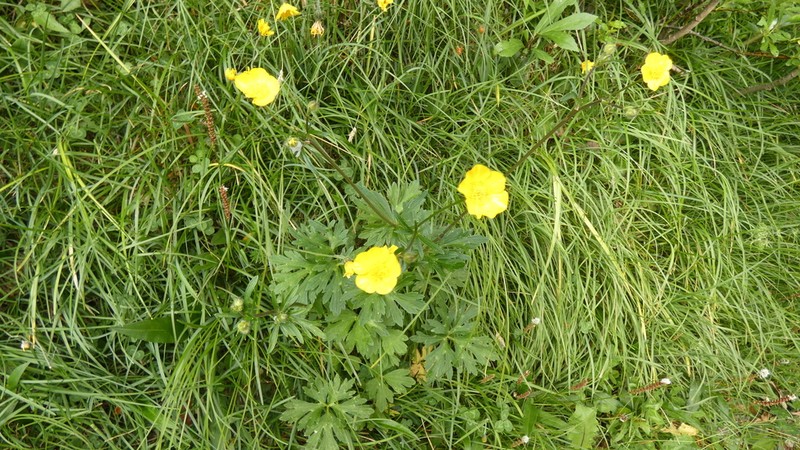 Ranunculus serpens photo 5