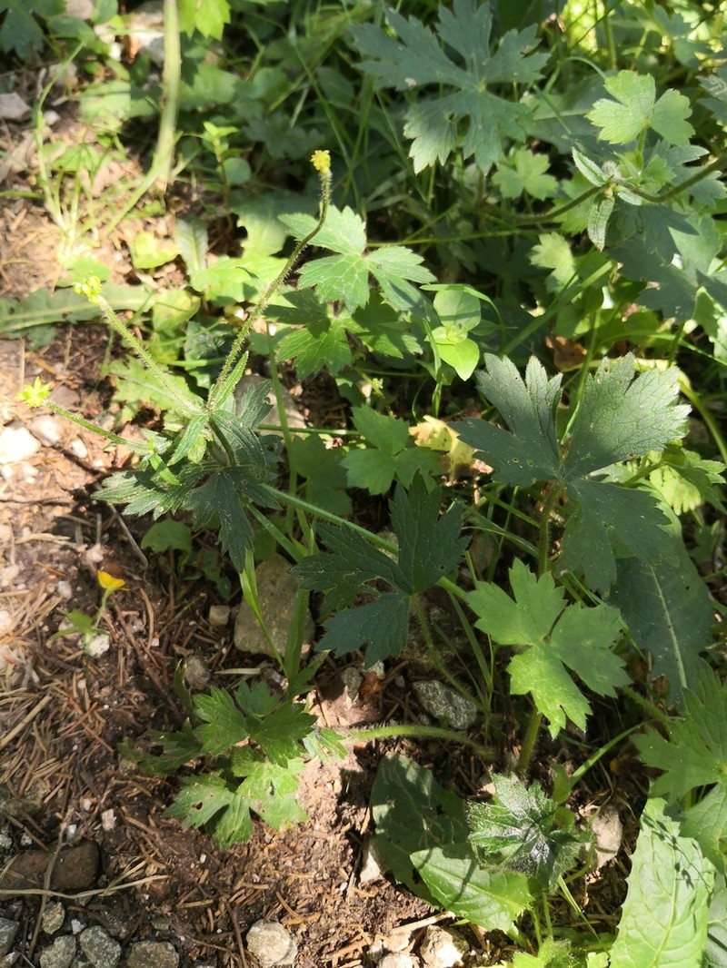Ranunculus serpens photo 6