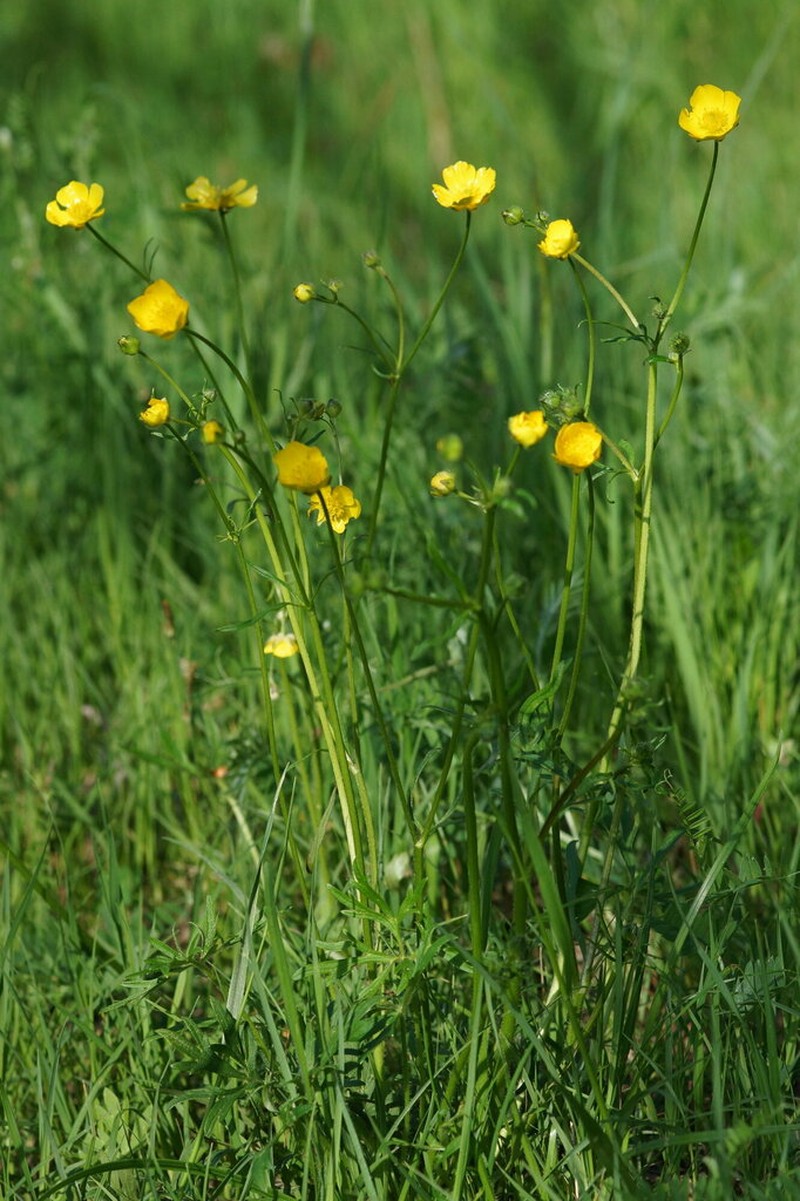 Ranunculus serpens photo 7