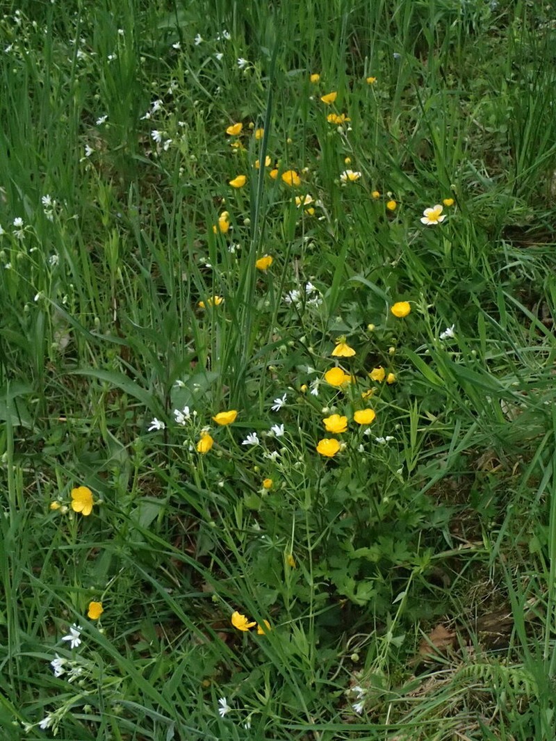 Ranunculus serpens photo 8