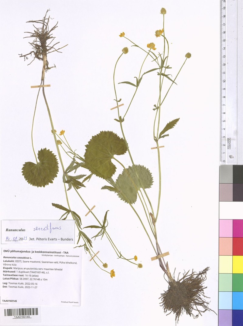 Ranunculus serratifrons