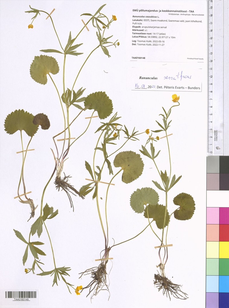 Ranunculus serratifrons photo 2