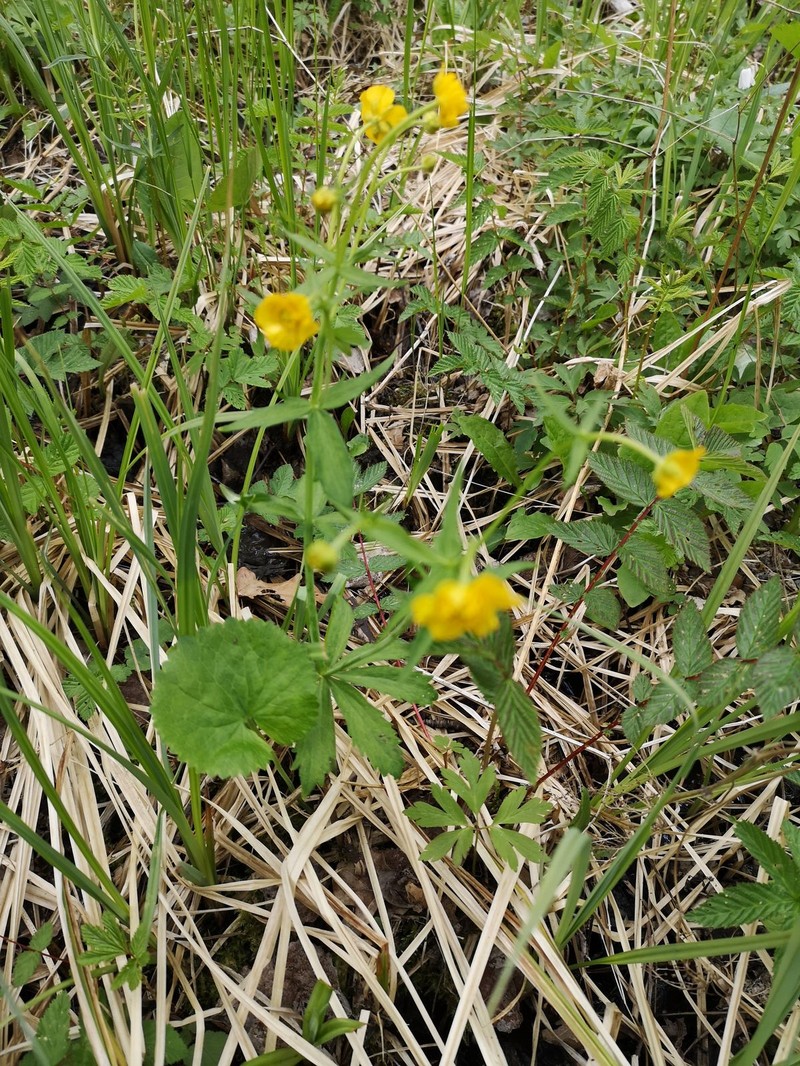 Ranunculus serratifrons photo 3