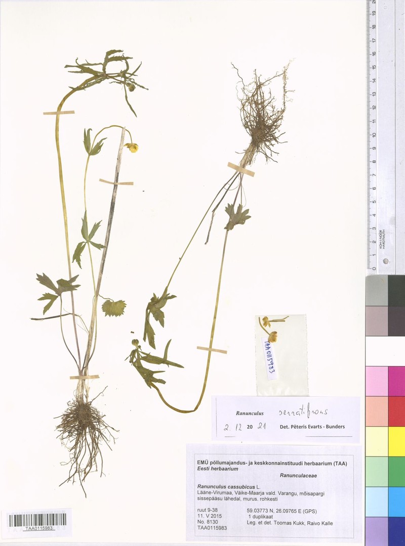 Ranunculus serratifrons photo 4