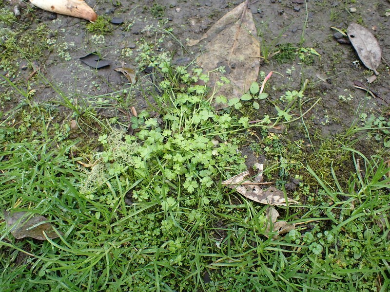 Ranunculus sessiliflorus