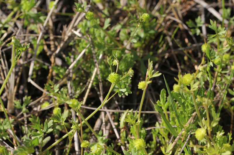 Ranunculus sessiliflorus photo 3