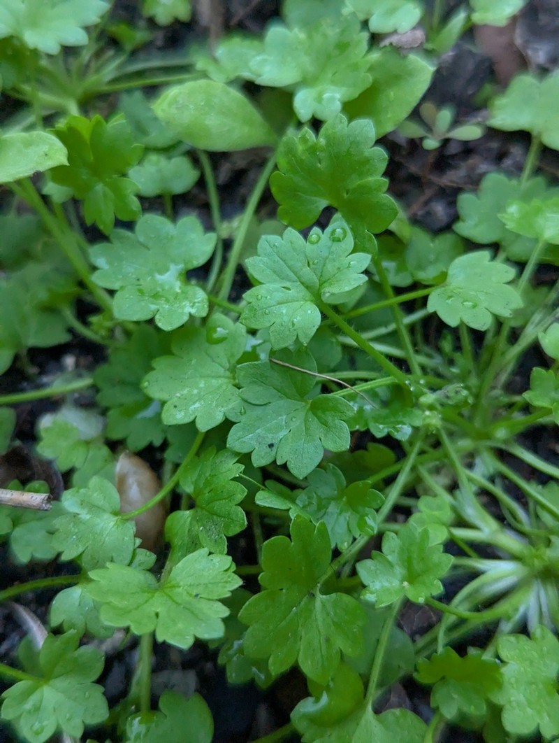 Ranunculus sessiliflorus photo 4