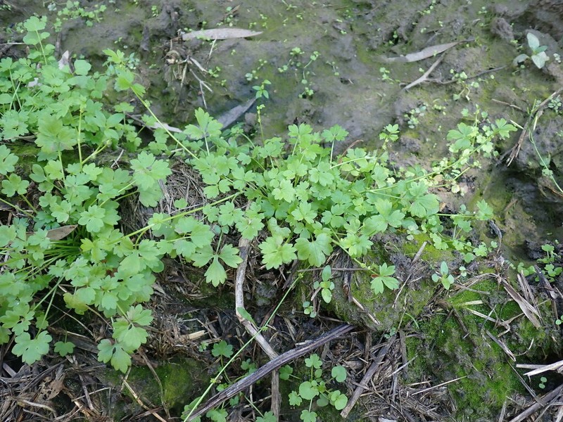 Ranunculus sessiliflorus photo 5