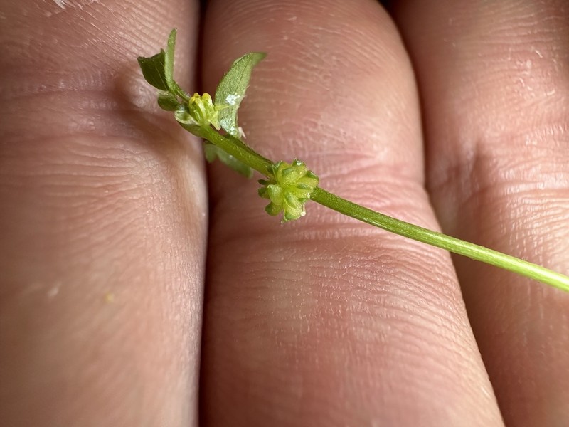 Ranunculus sessiliflorus photo 6