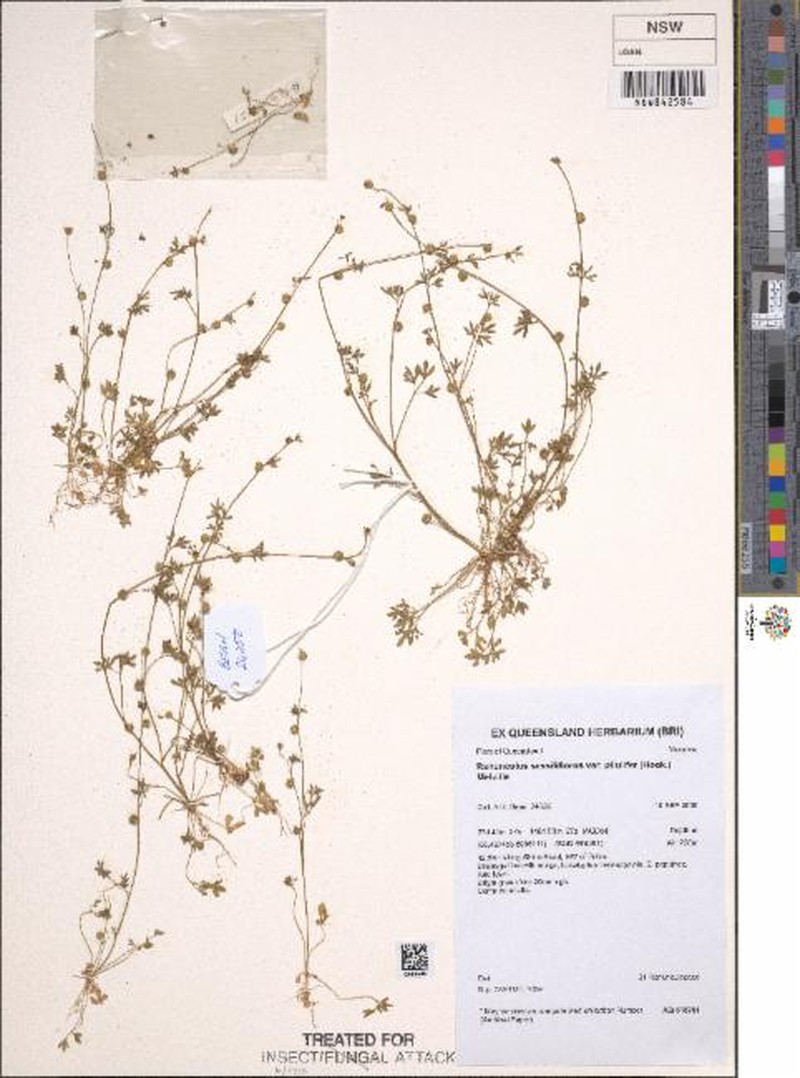 Ranunculus sessiliflorus var. pilulifer