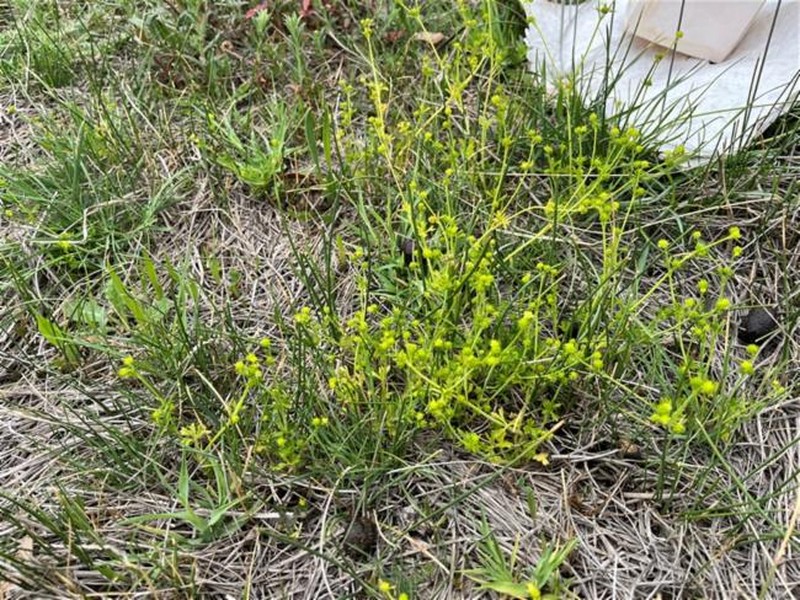 Ranunculus sessiliflorus var. sessiliflorus