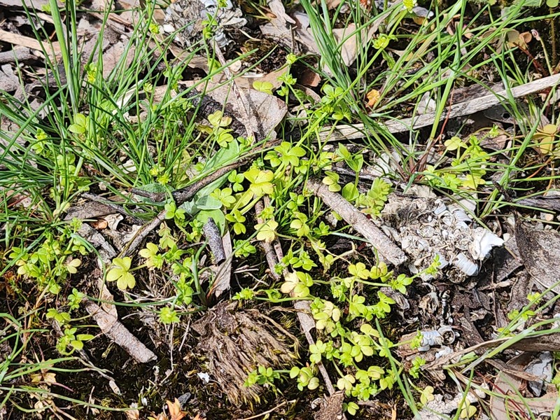 Ranunculus sessiliflorus var. sessiliflorus photo 2