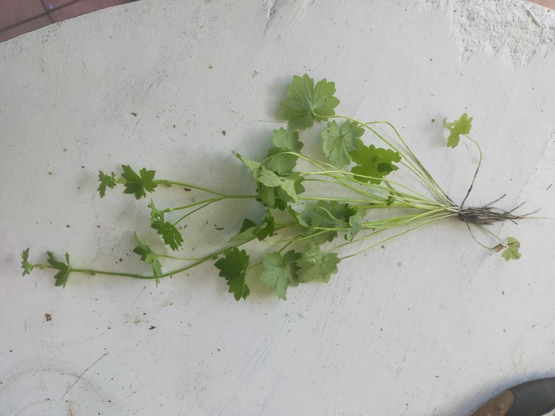 Ranunculus sessiliflorus var. sessiliflorus photo 3