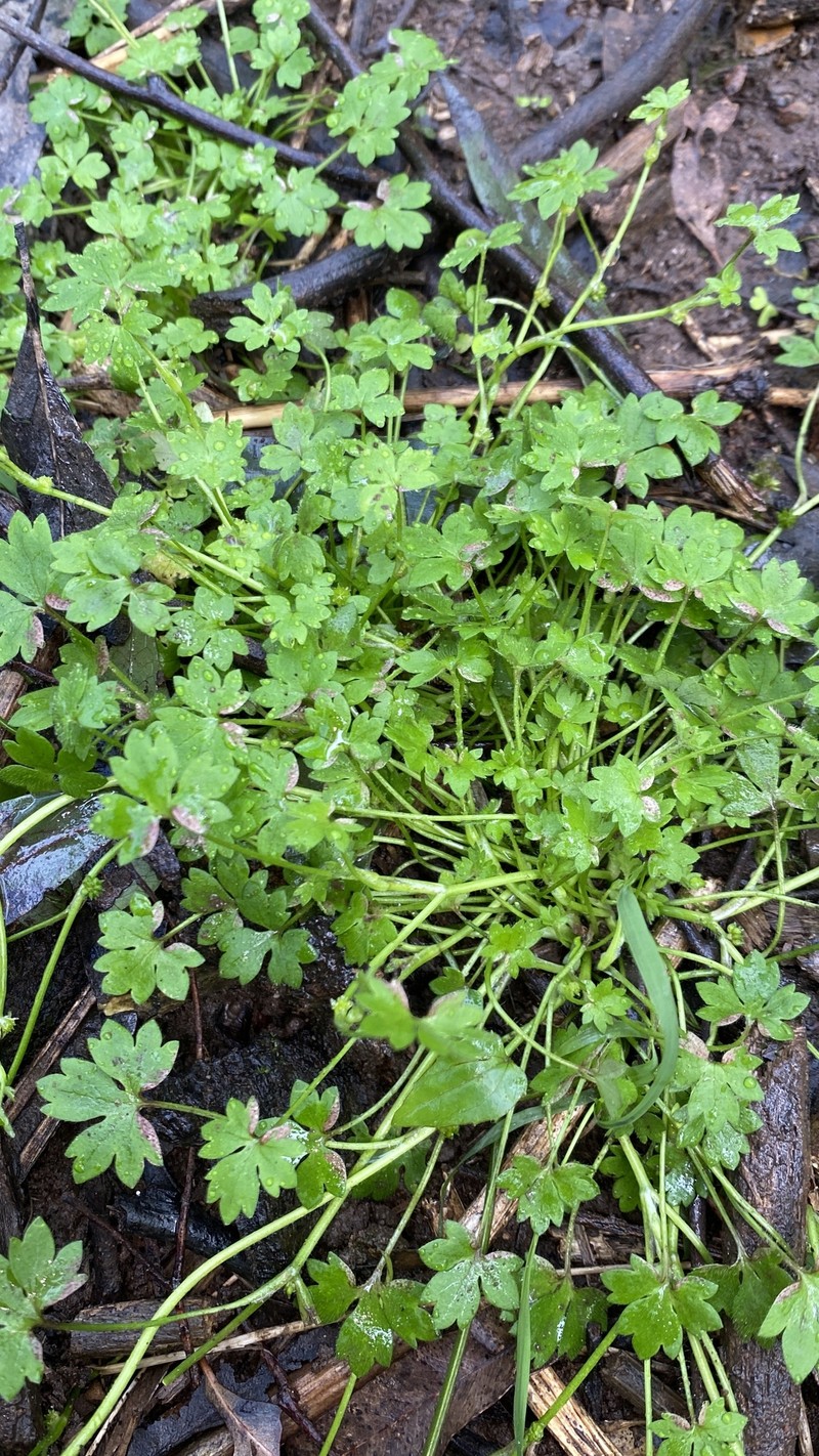 Ranunculus sessiliflorus var. sessiliflorus photo 4