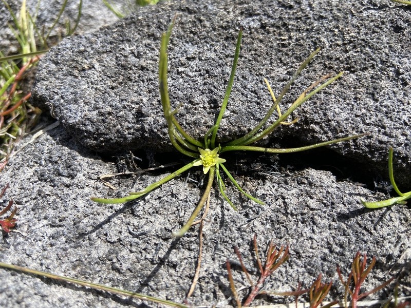 Ranunculus setaceus