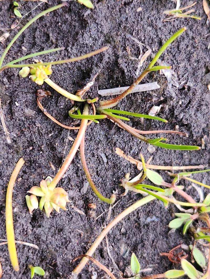 Ranunculus setaceus photo 4
