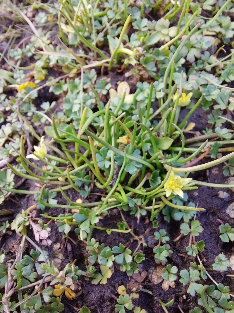 Ranunculus setaceus photo 5