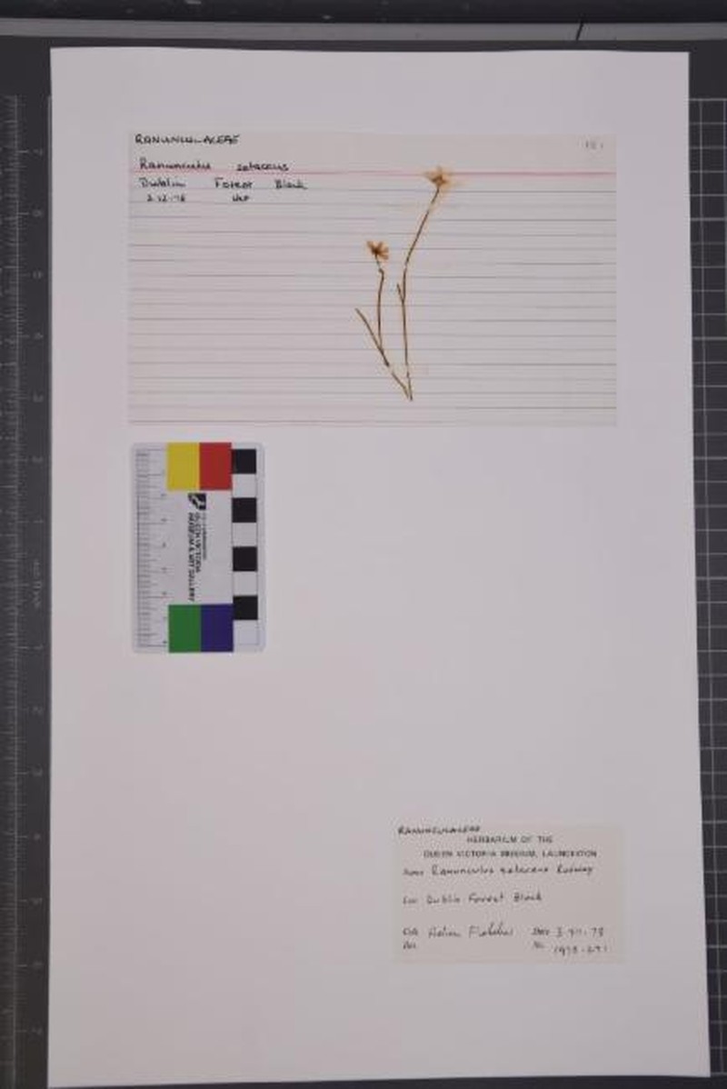 Ranunculus setaceus photo 8