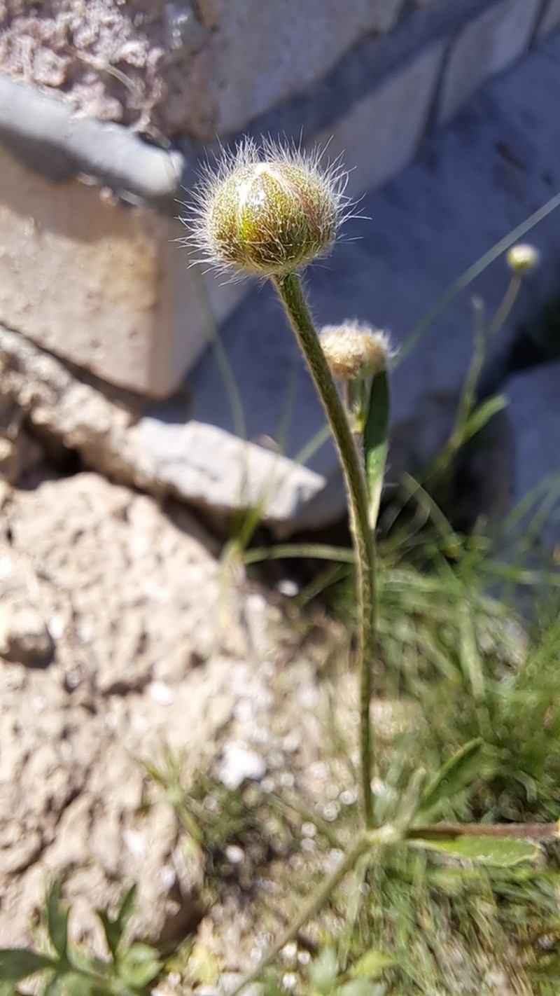 Ranunculus sewerzowii