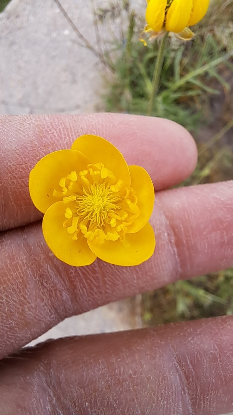 Ranunculus sewerzowii photo 2