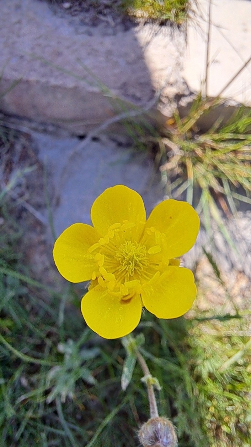Ranunculus sewerzowii photo 3